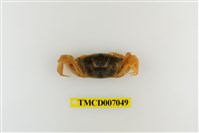 藏品(隆背大眼蟹)的圖片